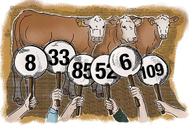 Bidding on cattle