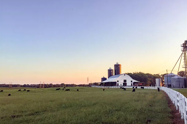 South Carolina grazing