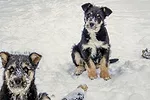0319pc-marchant-dog-1.jpg