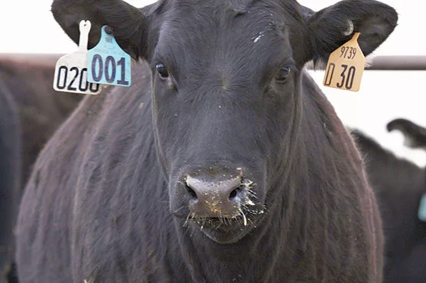 Cow in feedlot