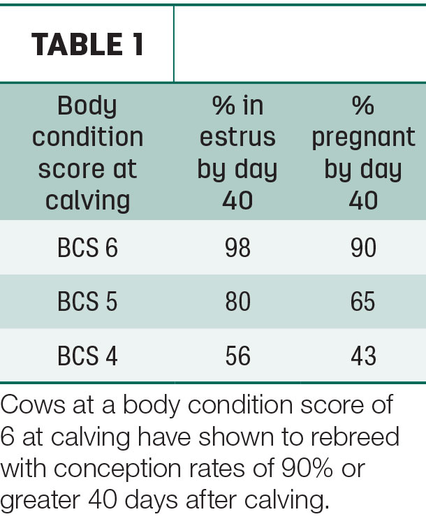 Cows at a body condition score of 6 at calving 