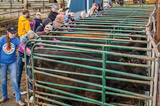 Beef producers practice A.I. on cows
