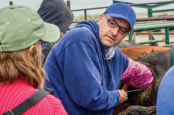 Damon Mogck practices A.I. on cows with advice from Robin Salverson