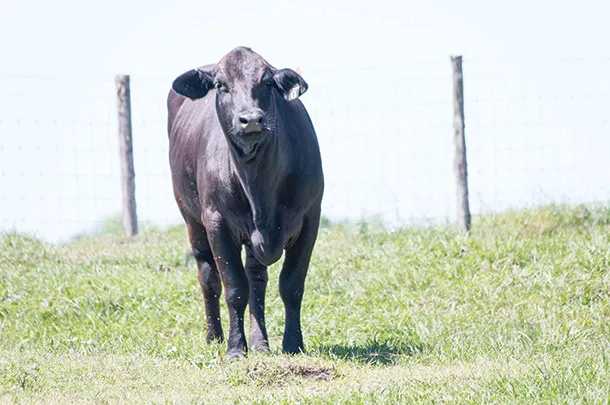 Bos indicus-influenced heifers