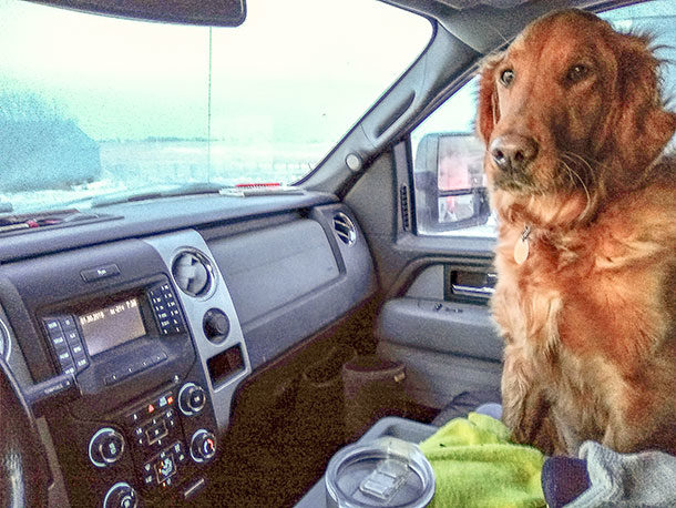 dog in pickup cab
