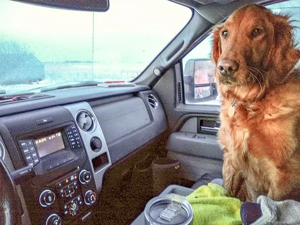 dog in pickup cab