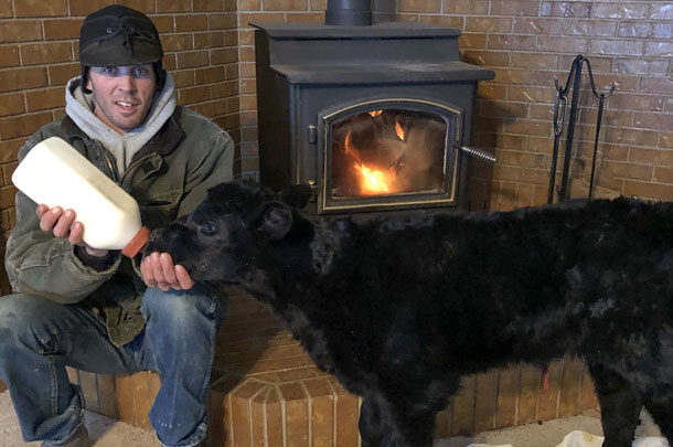 feeding calf by fireplace