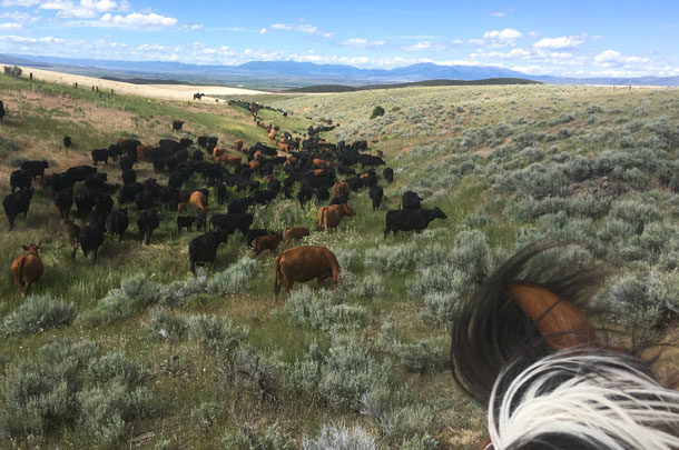 driving cattle through sage brush