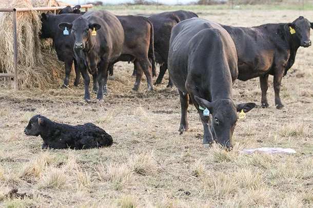 beef cows and calves