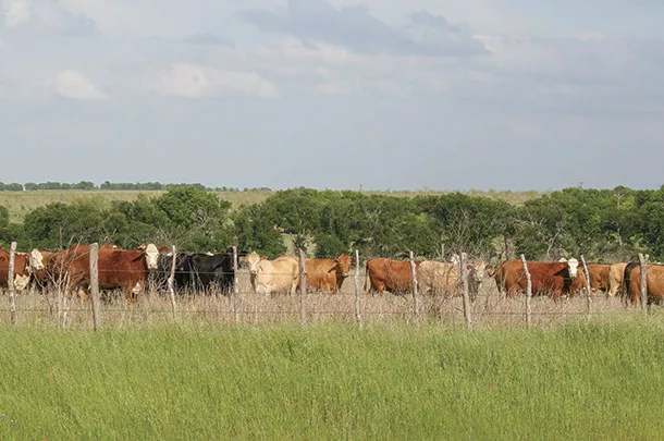 Cattle owners should check their fences