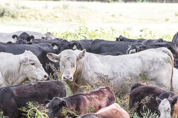 Cow calf pairs