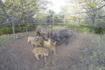 Traps to capture feral pigs