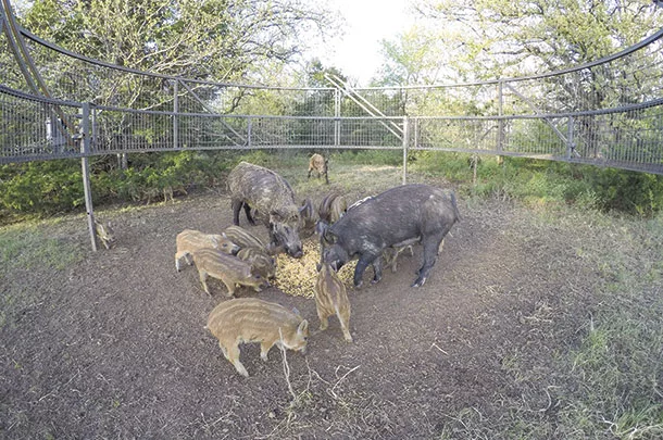 Traps to capture feral pigs