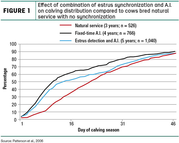 Effect of combination of estrus synchronization and A.I. calving distribution