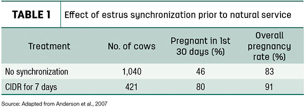 Effect of estrus synchronization prior to natural service