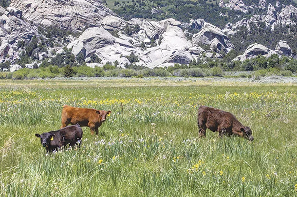cattle grazing