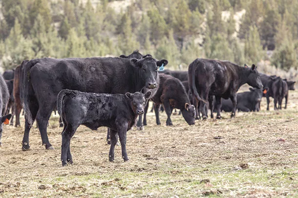Cattle in a pasture