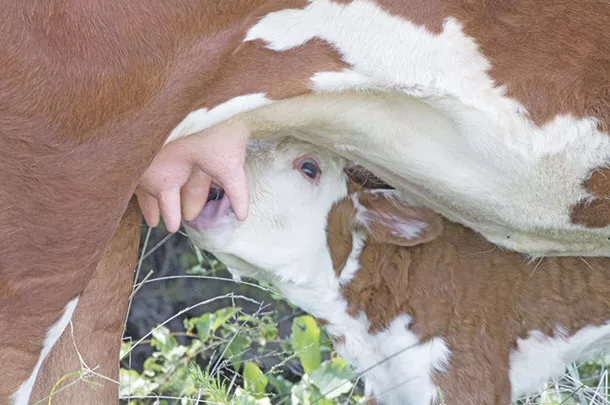 Nursing calf
