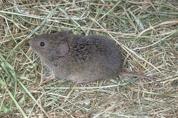 California medow mouse