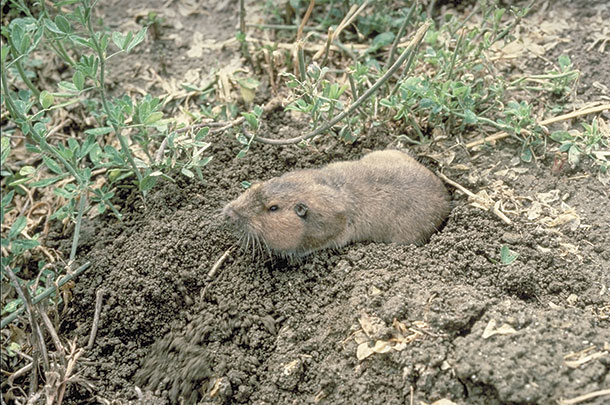 Pocket gopher