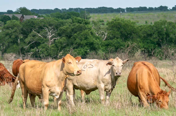 beef cows on pasture