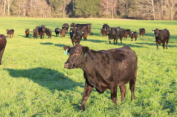 beef cow in green pasture