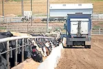 Feeding cattle 