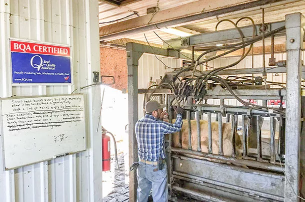 Magnum Feedyard, process cattle