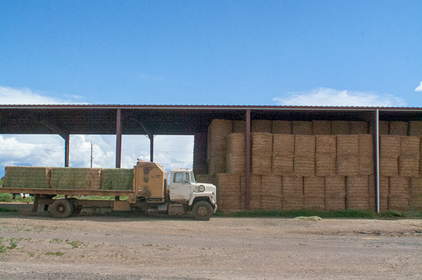 Maximize stored forages