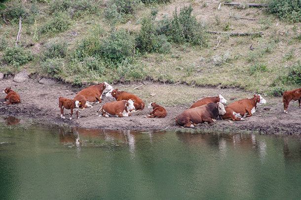 Cattle laying next to stock pond