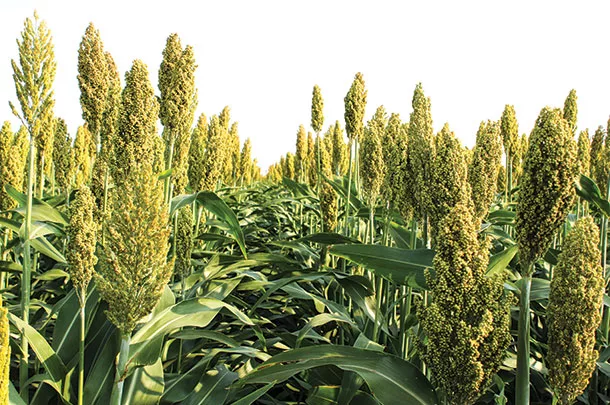 New forage sorghum hybrid