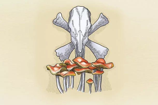 Toxic mushrooms
