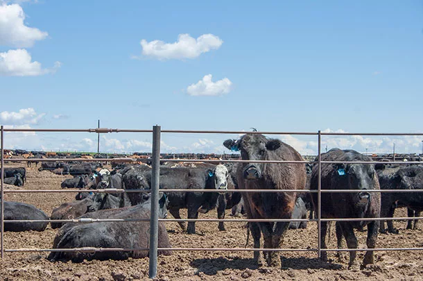 Cattle in a feed lot
