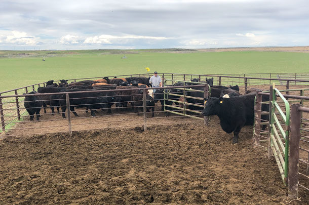 beef cattle in corral