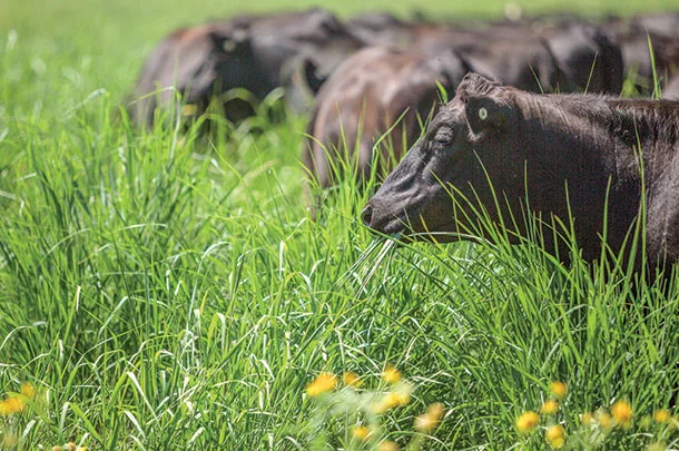 Cows grazing in a pasture