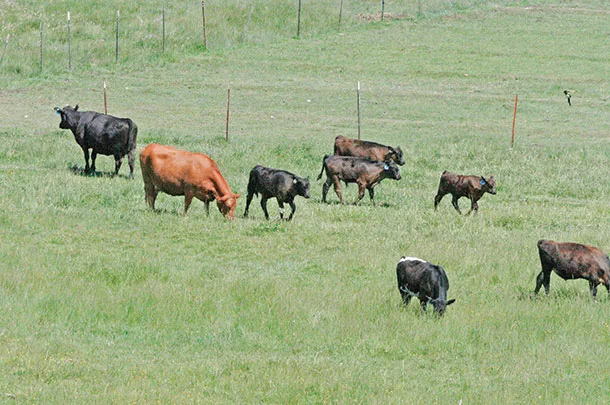Cows grazing in a pasture