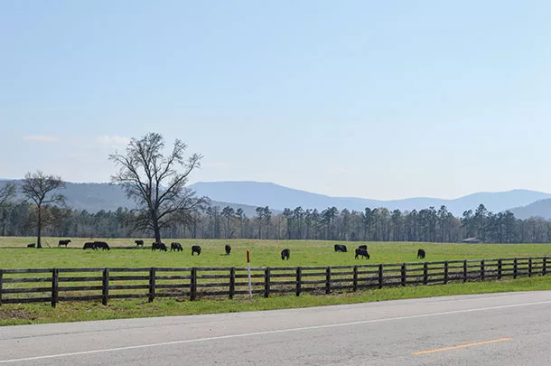 Cattle in a pasture