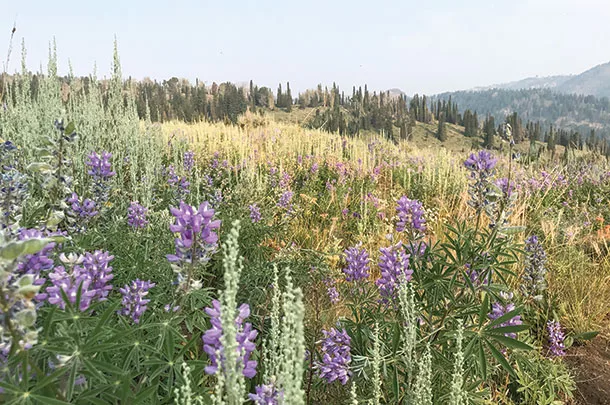 Lupie is a purple flowering plant