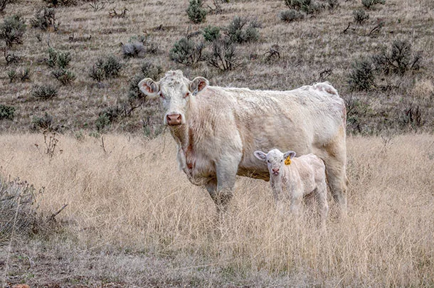 Cow calf pair