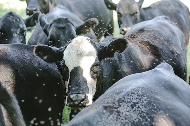 Cows that need fly control