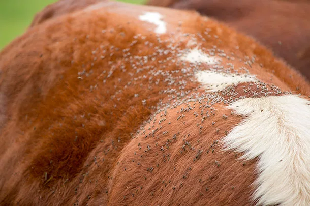 flies on cattle