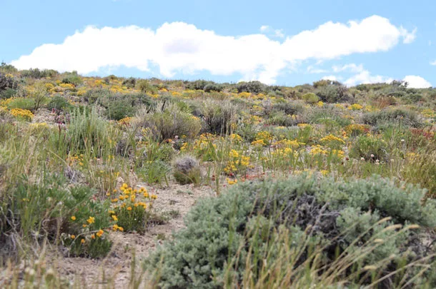 sagebrush steppe