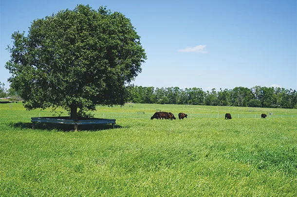 Cattle grazing