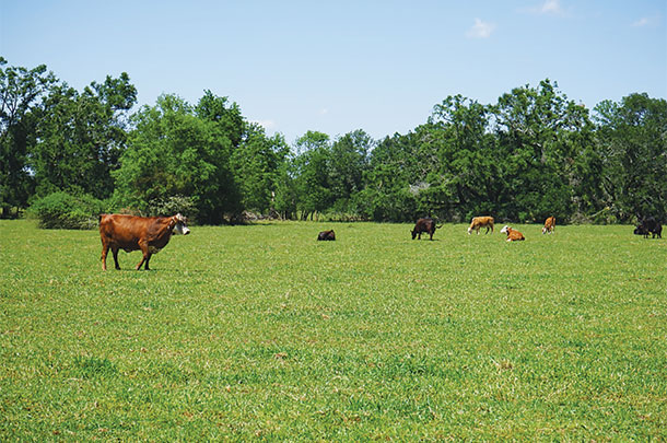 Cattle just before rotation to a fresh pasture