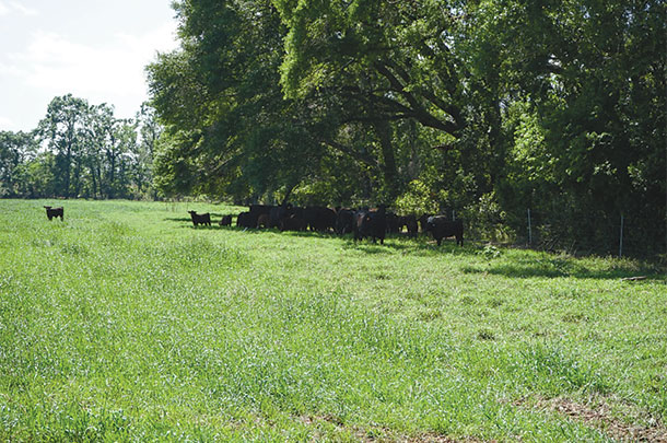 Shade in Florida pastures is critical