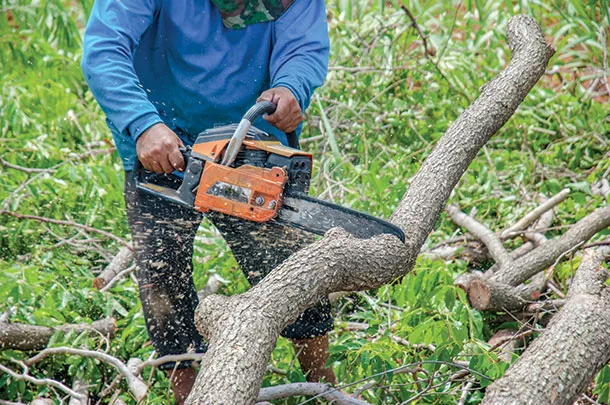 Cutting a tree
