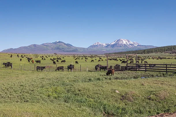 cattle grazing