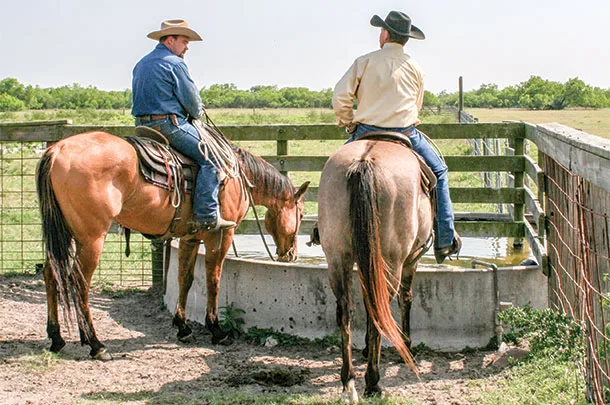 Make sure your hors has a good drink