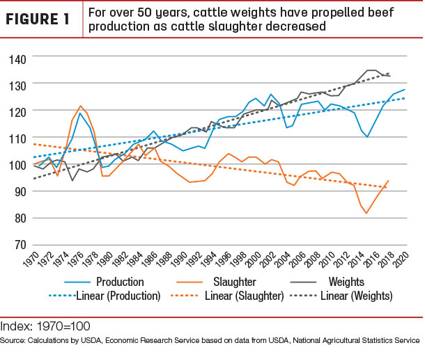 For over 50 years, cattle weights have propelled beef production as cattle slaughter decreased
