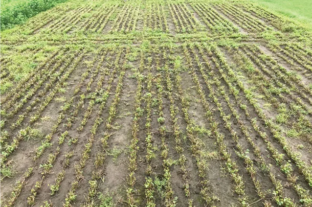 28 day schedule after fourth cut